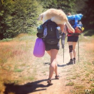 inspiringlife.pt - Mulher transforma carrinha em casa ambulante para poder viajar com a sua cadela