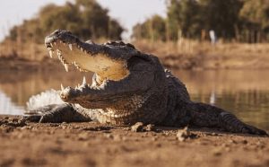 inspiringlife.pt - Pastor é comido por três crocodilos ao tentar mostrar como Jesus andou sobre água