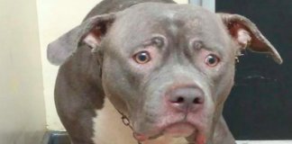A reacção desta cadela ao perceber que foi abandonada está a emocionar o mundo