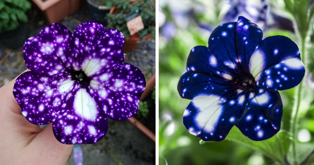 13 flores com verdadeiras “galáxias” nas suas pétalas
