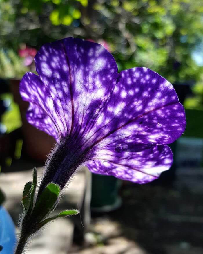 inspiringlife.pt - 13 flores com verdadeiras "galáxias" nas suas pétalas