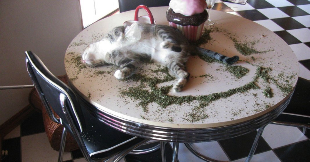 24 gatos que não resistiram a um pouco de “erva-gateira”