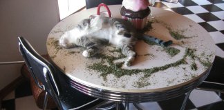 24 gatos que não resistiram a um pouco de “erva-gateira”