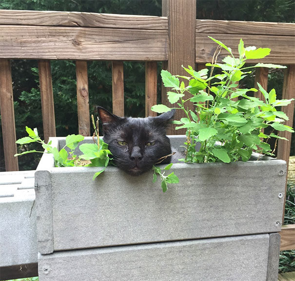 inspiringlife.pt - 24 gatos que não resistiram a um pouco de "erva-gateira"
