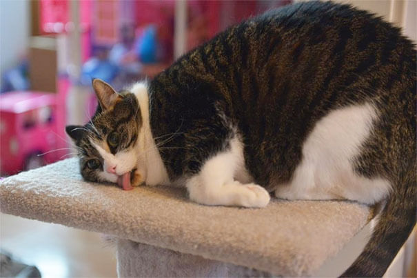 inspiringlife.pt - 24 gatos que não resistiram a um pouco de "erva-gateira"