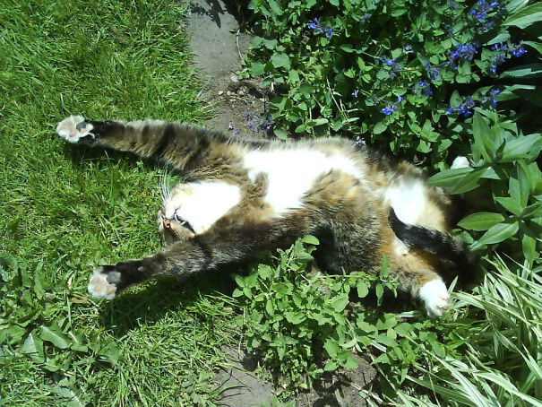 inspiringlife.pt - 24 gatos que não resistiram a um pouco de "erva-gateira"