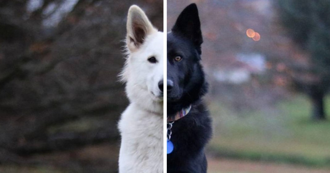 Sessão fotográfica do “casamento” de dois cachorros torna-se viral nas redes sociais