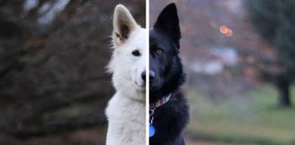 Sessão fotográfica do “casamento” de dois cachorros torna-se viral nas redes sociais
