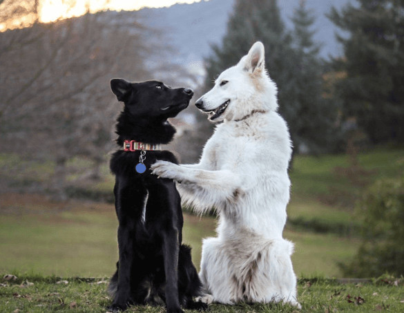 inspiringlife.pt - Sessão fotográfica do "casamento" de dois cachorros torna-se viral nas redes sociais