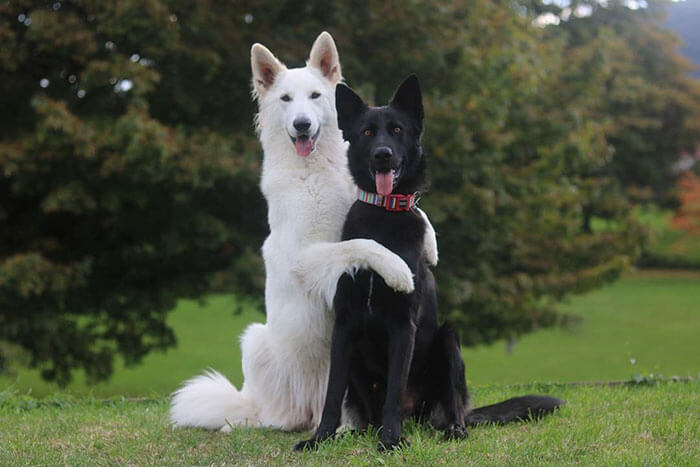 inspiringlife.pt - Sessão fotográfica do "casamento" de dois cachorros torna-se viral nas redes sociais