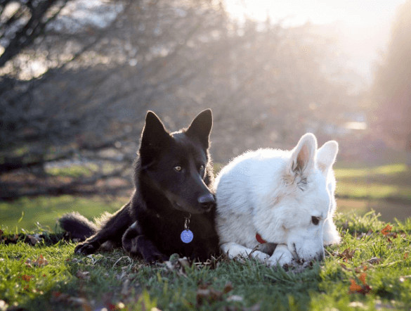 inspiringlife.pt - Sessão fotográfica do "casamento" de dois cachorros torna-se viral nas redes sociais