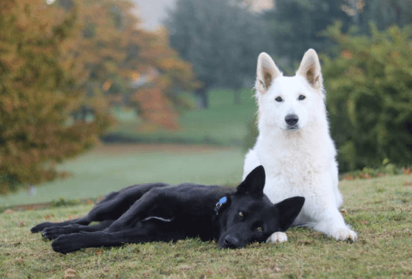 inspiringlife.pt - Sessão fotográfica do "casamento" de dois cachorros torna-se viral nas redes sociais