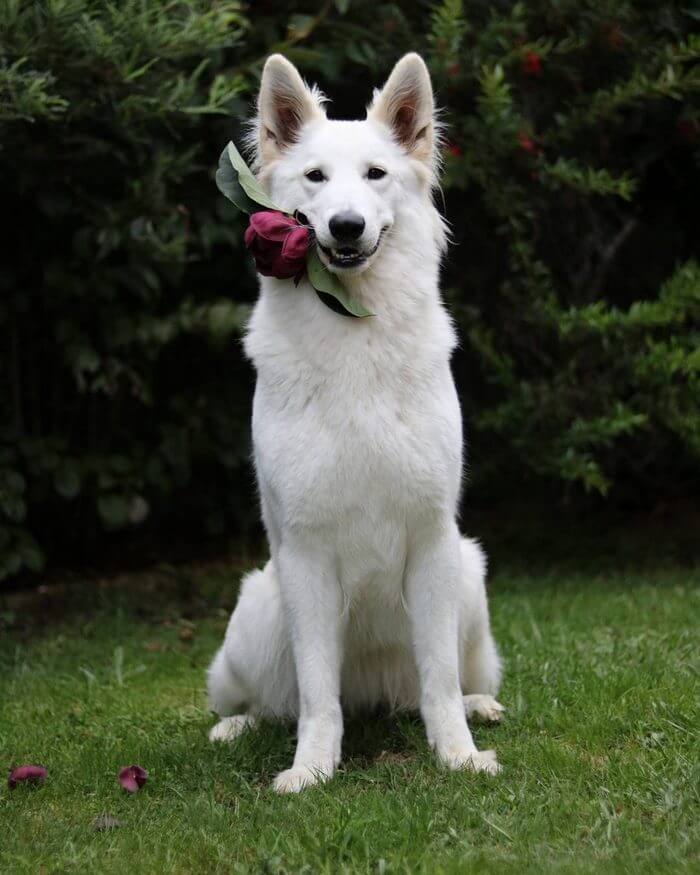 inspiringlife.pt - Sessão fotográfica do "casamento" de dois cachorros torna-se viral nas redes sociais