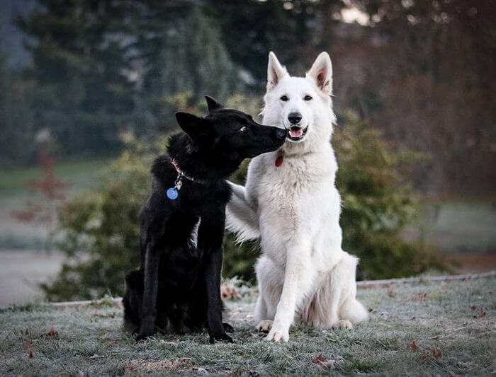 inspiringlife.pt - Sessão fotográfica do "casamento" de dois cachorros torna-se viral nas redes sociais