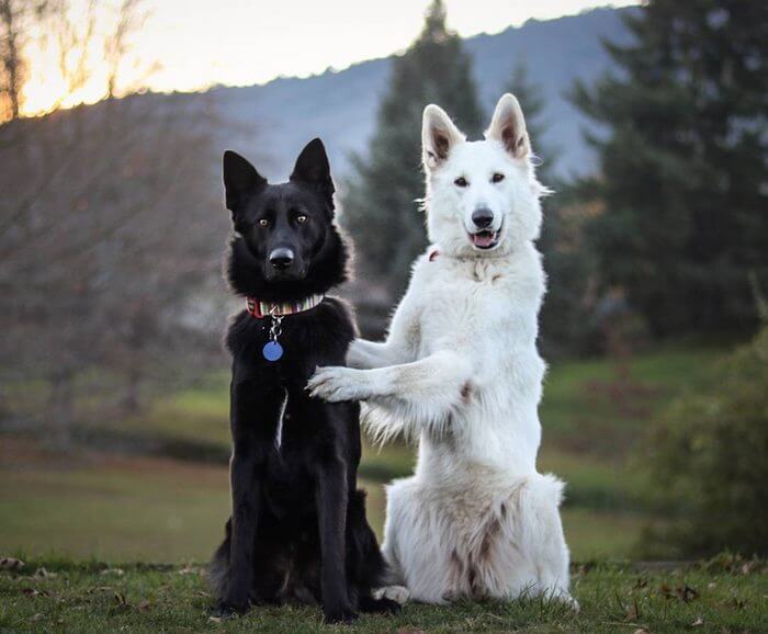 inspiringlife.pt - Sessão fotográfica do "casamento" de dois cachorros torna-se viral nas redes sociais