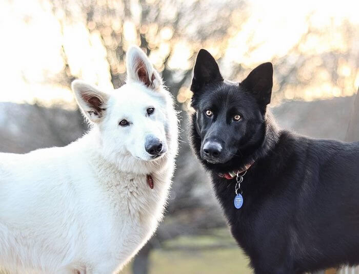 inspiringlife.pt - Sessão fotográfica do "casamento" de dois cachorros torna-se viral nas redes sociais