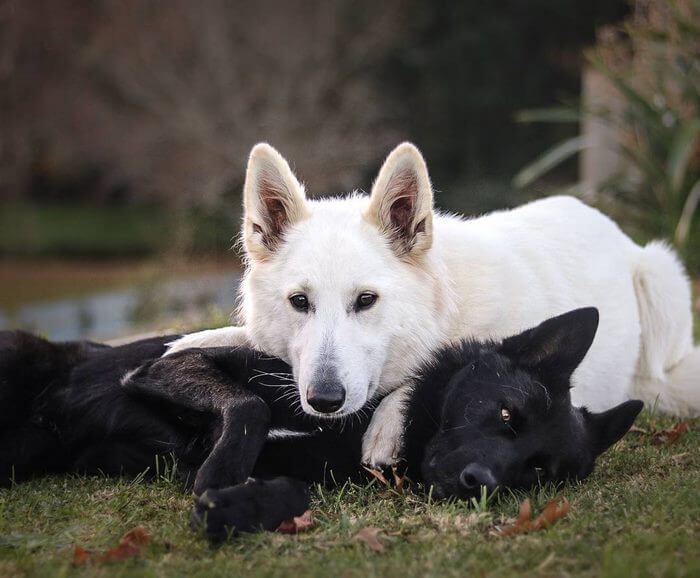 inspiringlife.pt - Sessão fotográfica do "casamento" de dois cachorros torna-se viral nas redes sociais