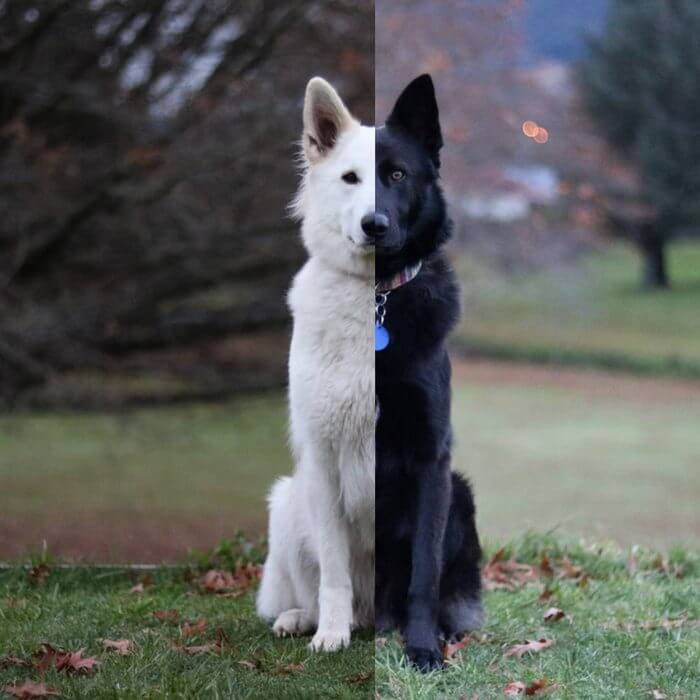 inspiringlife.pt - Sessão fotográfica do "casamento" de dois cachorros torna-se viral nas redes sociais