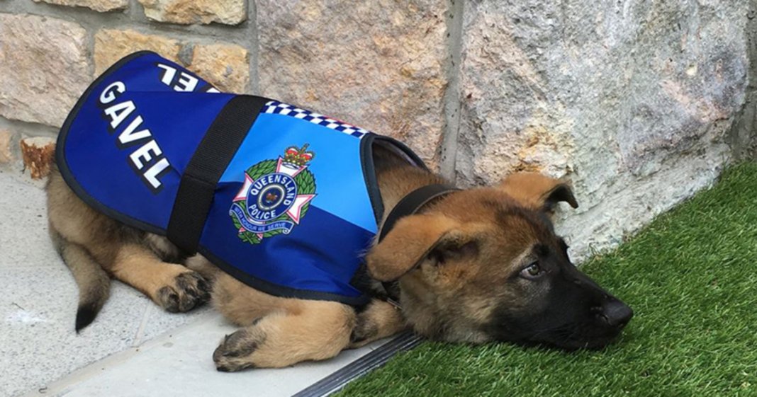 Cachorro chumba nos treinos para cão-polícia por ser demasiado fofinho