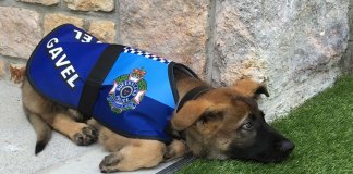 Cachorro chumba nos treinos para cão-polícia por ser demasiado fofinho