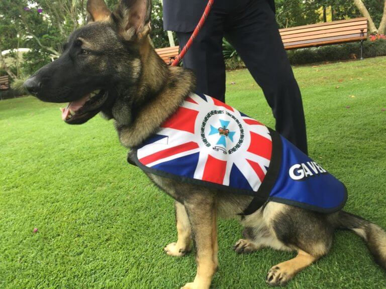 inspiringlife.pt - Cachorro chumba nos treinos para cão-polícia por ser demasiado fofinho