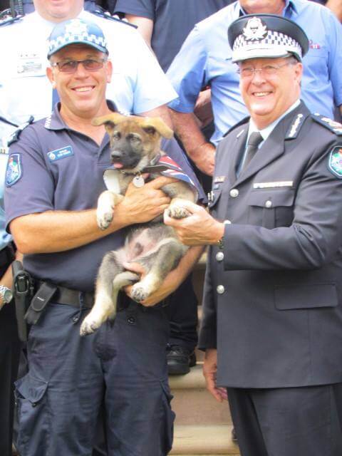 inspiringlife.pt - Cachorro chumba nos treinos para cão-polícia por ser demasiado fofinho