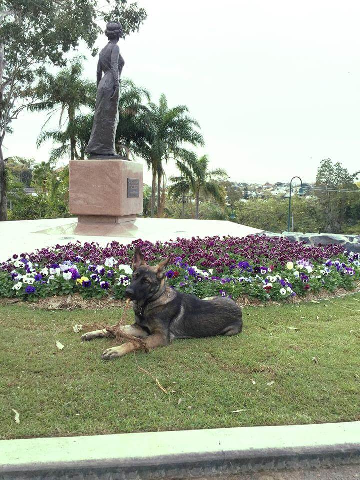 inspiringlife.pt - Cachorro chumba nos treinos para cão-polícia por ser demasiado fofinho