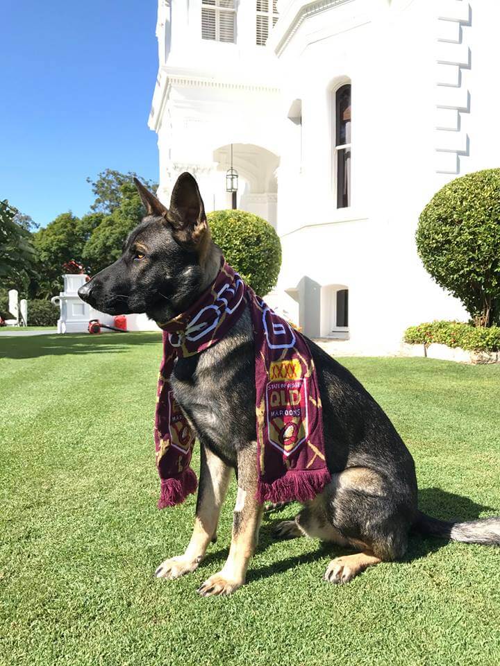 inspiringlife.pt - Cachorro chumba nos treinos para cão-polícia por ser demasiado fofinho