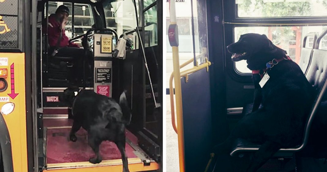 Cadela apanha todos os dias o autocarro sozinha para ir ao parque