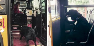 Cadela apanha todos os dias o autocarro sozinha para ir ao parque