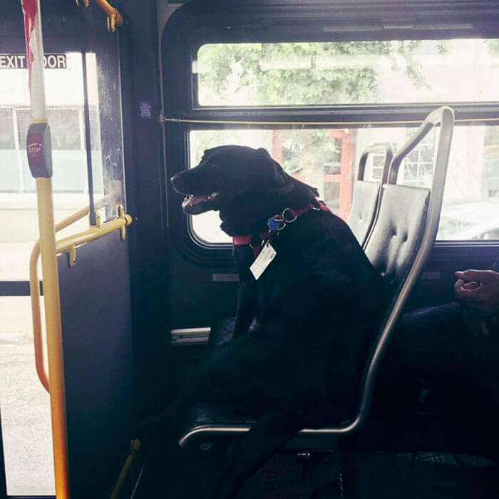 inspiringlife.pt - Cadela apanha todos os dias o autocarro sozinha para ir ao parque