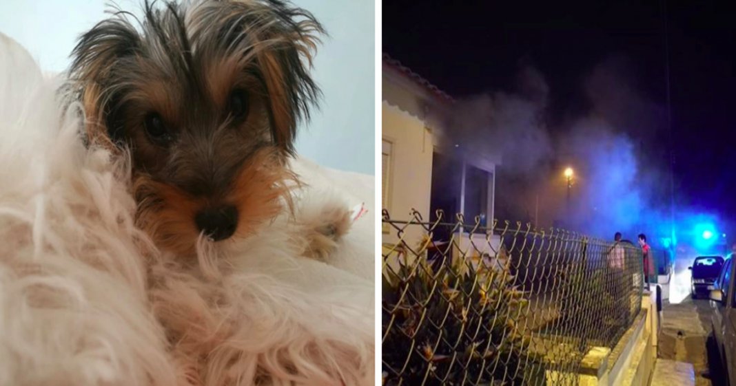 Cadela salvou família e vizinhos do incêndio de Pedrógão Grande