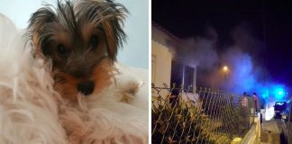 Cadela salvou família e vizinhos do incêndio de Pedrógão Grande