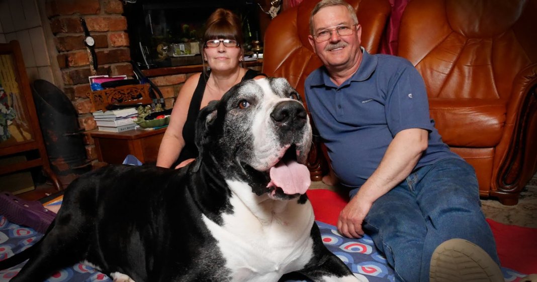 Casal adopta cachorro adorável e acaba surpreendido 5 meses depois