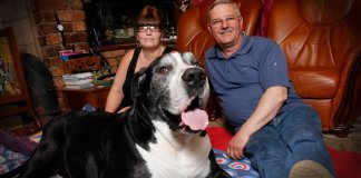 Casal adopta cachorro adorável e acaba surpreendido 5 meses depois