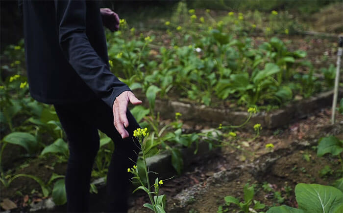 inspiringlife.pt - Casal passou os últimos 26 anos a replantar floresta que comprou em 1991