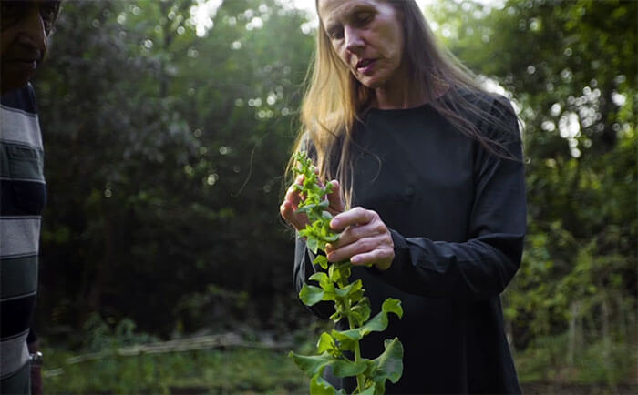 inspiringlife.pt - Casal passou os últimos 26 anos a replantar floresta que comprou em 1991