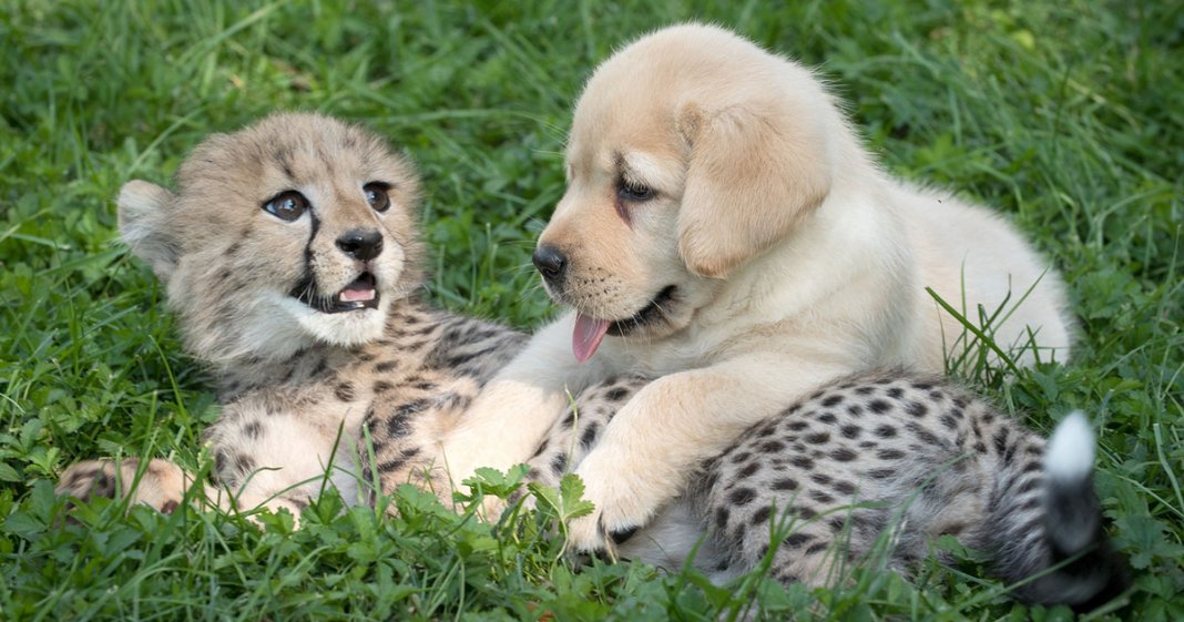 Chitas tímidas têm os seus próprios “cachorros de apoio emocional” em zoológico