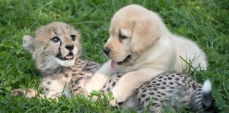 Chitas tímidas têm os seus próprios “cachorros de apoio emocional” em zoológico