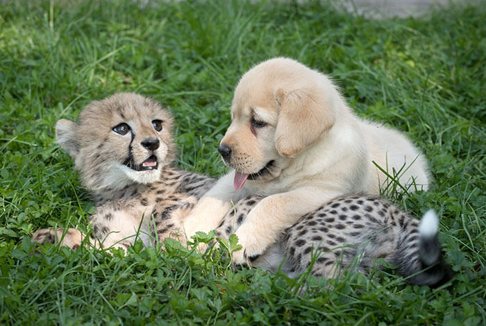 inspiringlife.pt - Chitas tímidas têm os seus próprios "cachorros de apoio emocional" em zoológico