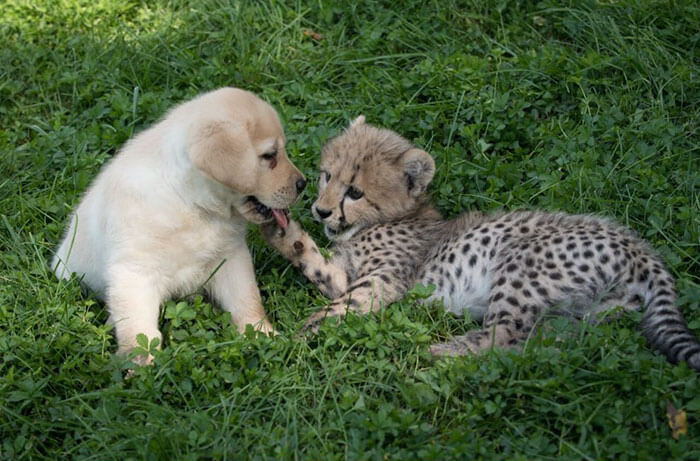 inspiringlife.pt - Chitas tímidas têm os seus próprios "cachorros de apoio emocional" em zoológico