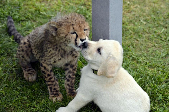 inspiringlife.pt - Chitas tímidas têm os seus próprios "cachorros de apoio emocional" em zoológico