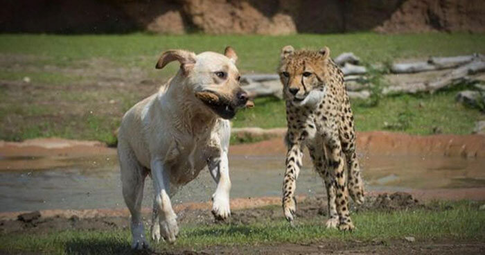 inspiringlife.pt - Chitas tímidas têm os seus próprios "cachorros de apoio emocional" em zoológico