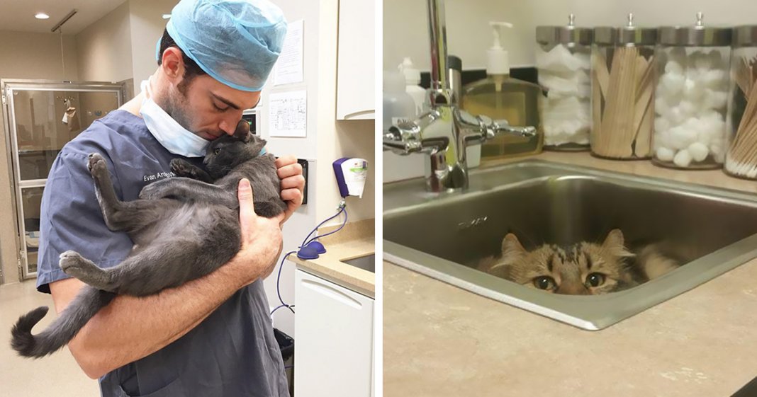 Clínica veterinária abriu vaga de emprego para “abraçador de gatos”