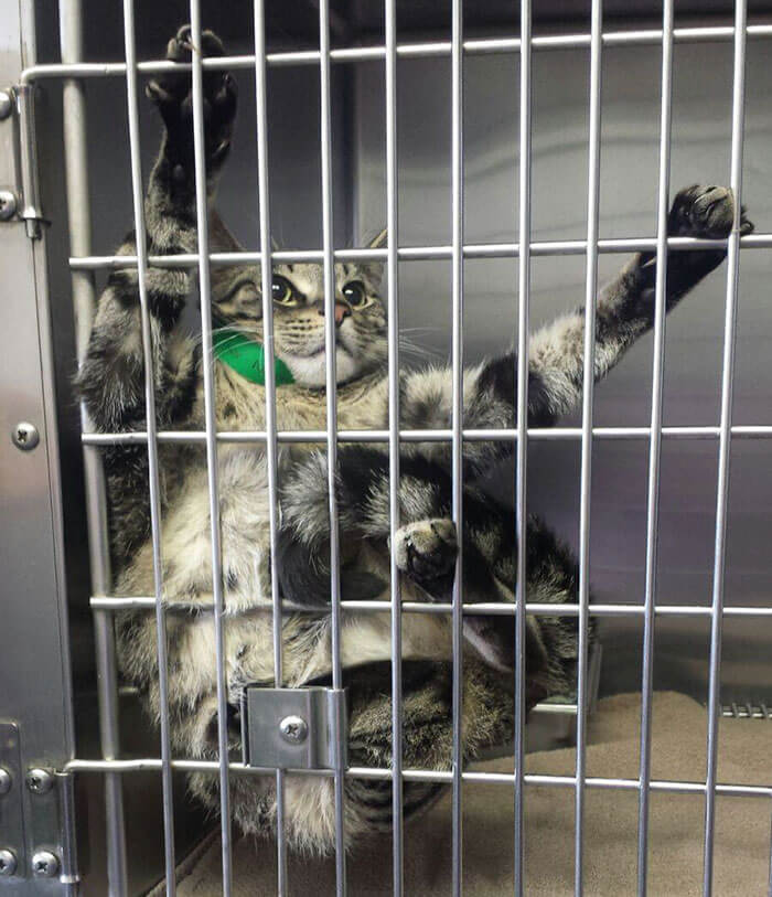 inspiringlife.pt - Clínica veterinária abriu vaga de emprego para "abraçador de gatos"