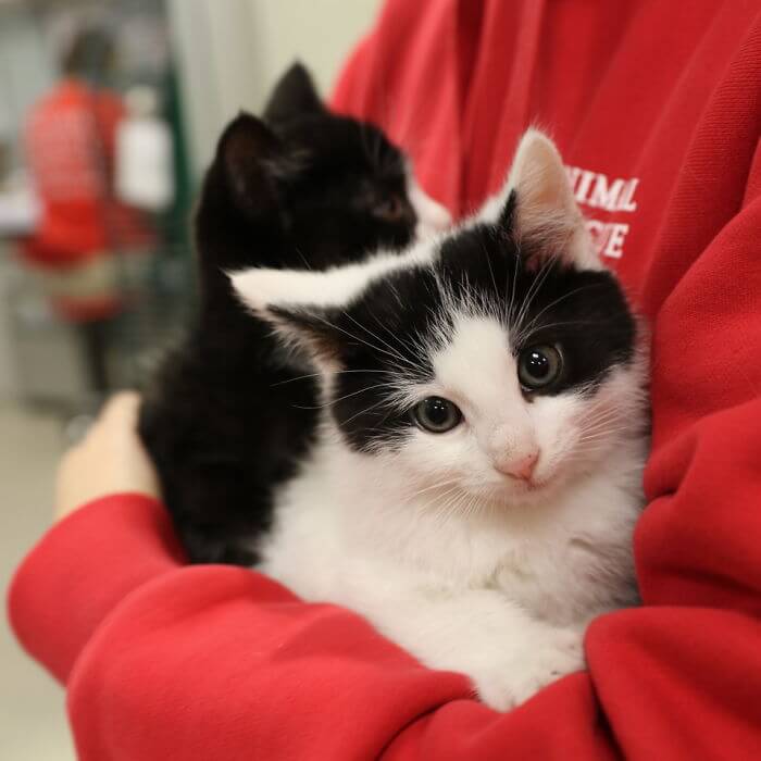 inspiringlife.pt - Clínica veterinária abriu vaga de emprego para "abraçador de gatos"