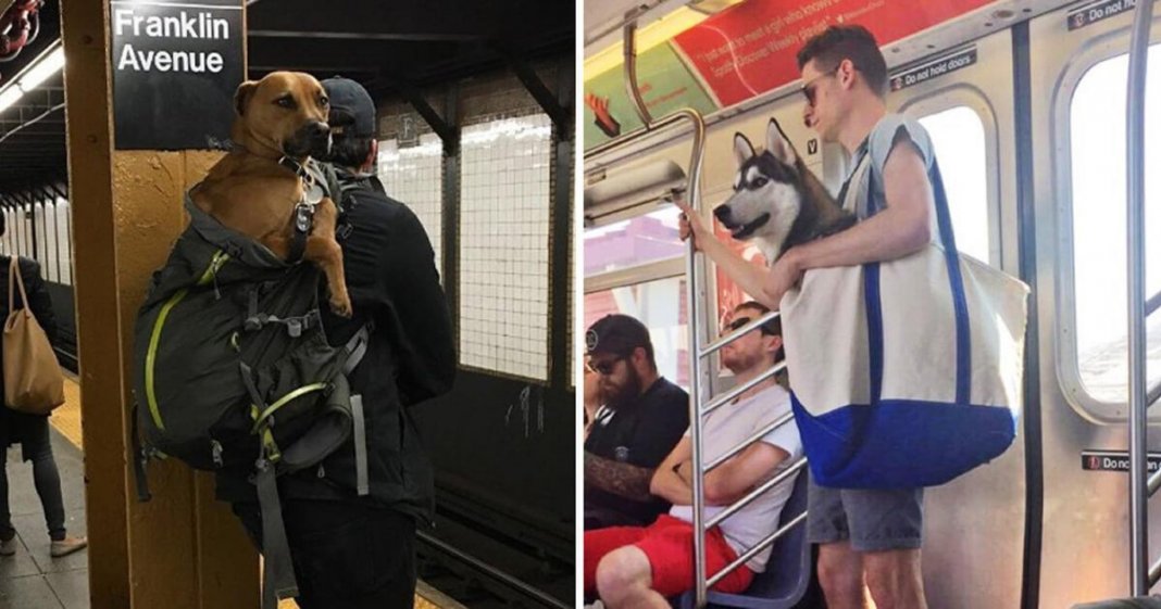 Donos arranjam solução brilhante para poderem viajar com os seus animais no metro de Nova Iorque