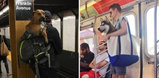 Donos arranjam solução brilhante para poderem viajar com os seus animais no metro de Nova Iorque