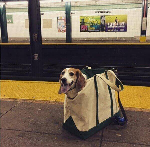 inspiringlife.pt - Donos arranjam solução brilhante para poderem viajar com os seus animais no metro de Nova Iorque