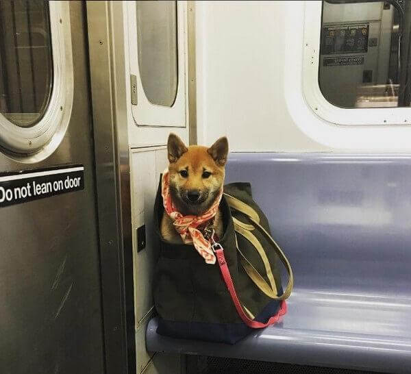 inspiringlife.pt - Donos arranjam solução brilhante para poderem viajar com os seus animais no metro de Nova Iorque